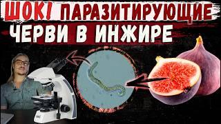 Паразитирующие черви в инжире #подмикроскопом #гельминты #паразиты