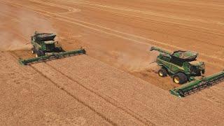 Wheat harvest with 2 monster x9 combines