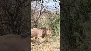 Cobra vs  Lion