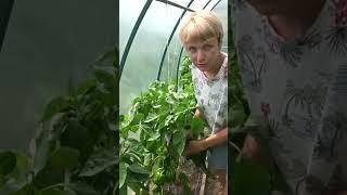 Отличные перцы