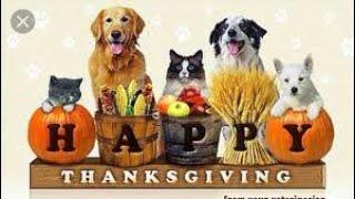 Dog Boarding and Daycare on Thanksgiving Day