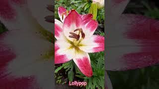 Lily Lollypop #лілії 2023 #квіти