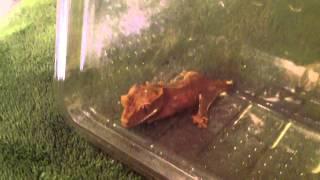 Crested gecko & leopard gecko care video
