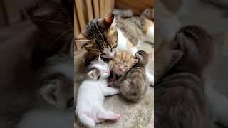 Mother Cat’s Gentle Love for Her Kittens – So Heartwarming!