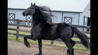 Friesian: Horse of Kings