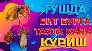 Туш табири - Тушда бит бурга тахта кана куриш