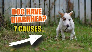  ¿WHAT can CAUSE your dog to have DIARRHEA?  7 Reasons