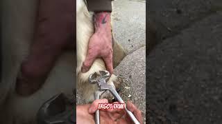 Found this Ergot hiding in the hair! #farrier #satisfying #asmr #oddlysatisfying