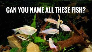 CAN YOU NAME ALL THESE FISH SPECIES? | Cichlidscape Giveaway #shorts