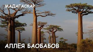 Мир Приключений - Аллея Баобабов. Лучший отдых на Мадагаскаре. Baobab alley. Madagascar.