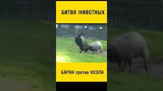 Баран против Козла