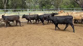 R & S Rural young heifers 264kg, 17/10/25