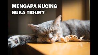 9 Fakta unik Mengapa Kucing Suka Tidur