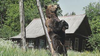 Brown bear  at an abandoned hamlet in Naliboki Forest