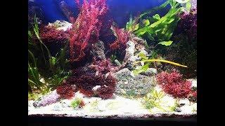 Planted marine tank/ display refugium update /Morskie akwarium roślinne