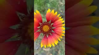 Совсем один вырос  #short #shorts