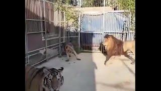 When Big Male Lion teaches Tiger who's the BOSS !