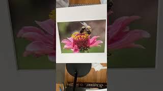 wrightpix National Wildlife bee print