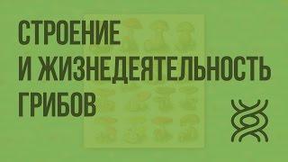 Строение и жизнедеятельность грибов. Видеоурок по биологии 5 класс