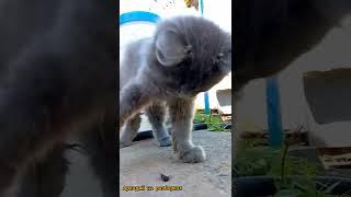 Кот Аркаша на разборке  #shorts #кот #котэ #приколыскотами #2022 #коты #котята #приколы2022