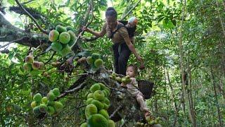 "Harvesting Giant Figs to Sell at Market - Farmer's life | Ly Tieu Ca 97".