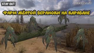 Stay Out Фарм Жёлтой верлиоки на Караване Stalker Online