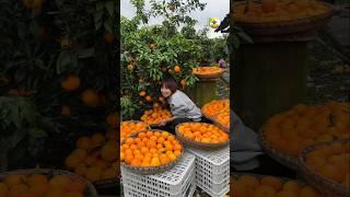 Enjoy beautiful fresh fruits and natural life #shortvideo #fruit #shortsviral #shortsfeed