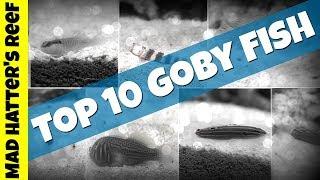 Top 10 Goby fish for Your Reef Tank