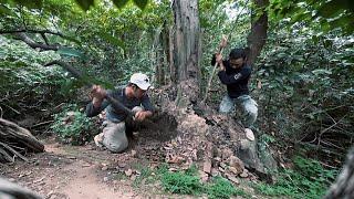 Không Ngờ Khu Rừng Này Lại Nhiều Nấm Mối Đến Vậy / Lãng Tử Harvesting mushrooms in the old forest