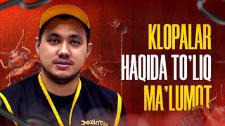 Klopalar haqida to'liq ma'lumot!