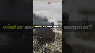 ️ Arctic Foxes: Nature's Ultimate Survivors ️