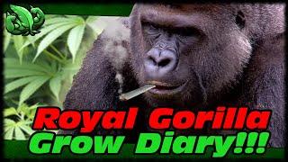 Royal Gorilla Marijuana Grow Diary Week 1!!! Royal Gorilla Beginner Grow Diary Day 10-17 Seedling!!!