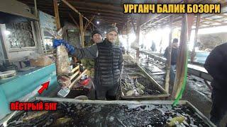 УРГАНЧ БАЛИК БОЗОРИ НАРХЛАРИ 2022 \ URGANCH BALIQ BOZORI #УРГАНЧ_БОЗОР