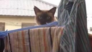 Самый эпический прыжок