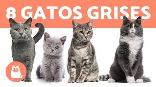 8 RAZAS de GATOS GRISES ️ ¡Descúbrelas!