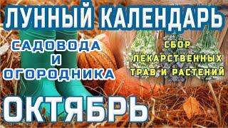 ЛУННЫЙ КАЛЕНДАРЬ САДОВОДА И ОГОРОДНИКА НА ОКТЯБРЬ МЕСЯЦСБОР ЛЕКАРСТВЕННЫХ ТРАВ И РАСТЕНИЙ