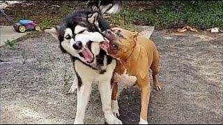 Husky VS Pitbull   Pitbull VS Husky  - PlayTimeArm