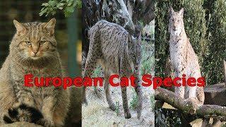 All Cat Species (Europe) - Species List