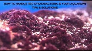 How to handle Red Cyanobacteria in Your Aquarium: Tips & Solutions! |+971 54 383 5399