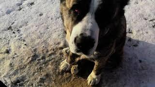 Как кормить собаку зимой. How to feed a dog in winter. Kışın bir köpek nasıl beslenir.