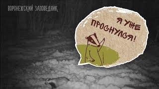 Барсук проснулся в Воронежском заповеднике