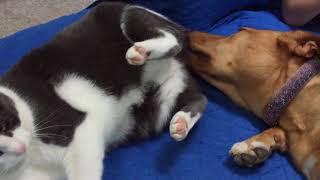 Dog Licks Cat Butt