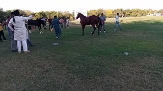 Jodhpur marwari horse show 2023