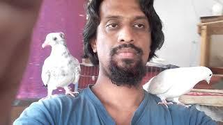 2 #pigeons on my 2 neck. @masudbcl | #pigeon | #pet | #bird | #pigeon | #pet | #bird |