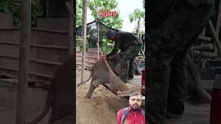 #funny #elephant #funnyanimals#viralvideo#shortsfeed#babyelephant#hathiraja#hathi#viralshort#fun