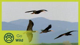 The Flight of the Bald Ibis - Go Wild