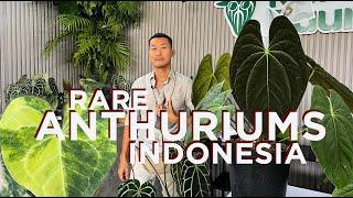 Rare Anthurium Hybrids and Variegated Plant Show in Indonesia @ Anthuriumdankita