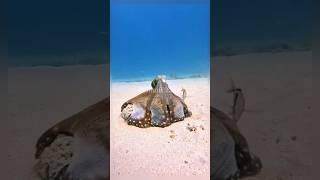 Mind-Blowing Facts About Animals  | Crazy Facts | Amazing Facts in English