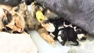 Pregnant Stray Cat Brutally Kicked, Rescued, But Ignores Kittens to Stay with Pregnant Best Friend