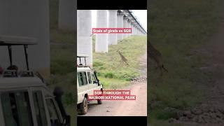 Giraffe vs SGR Massive Scale! #shorts #travel #gamedrive #safari